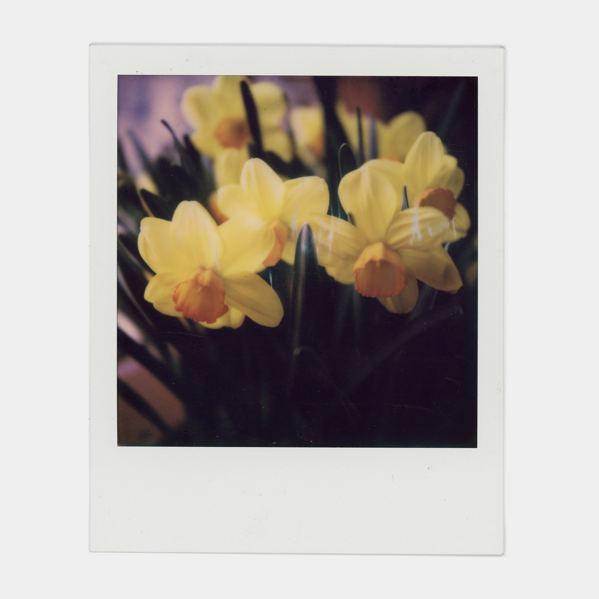 Polaroid 600 Color Instant Film - Double Pack